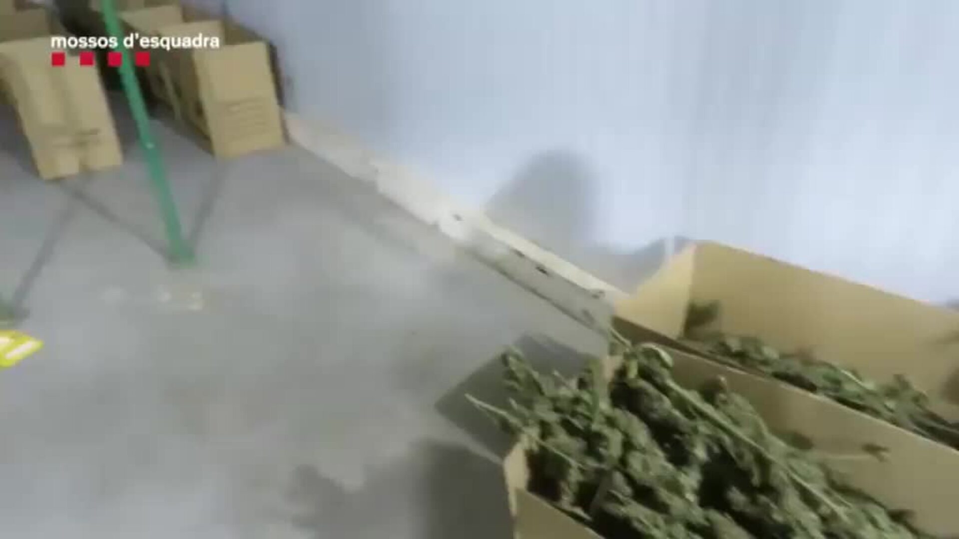 Los Mossos d&#039;Esquadra incautan más de 100 kilos de marihuana en Olesa de Monserrat