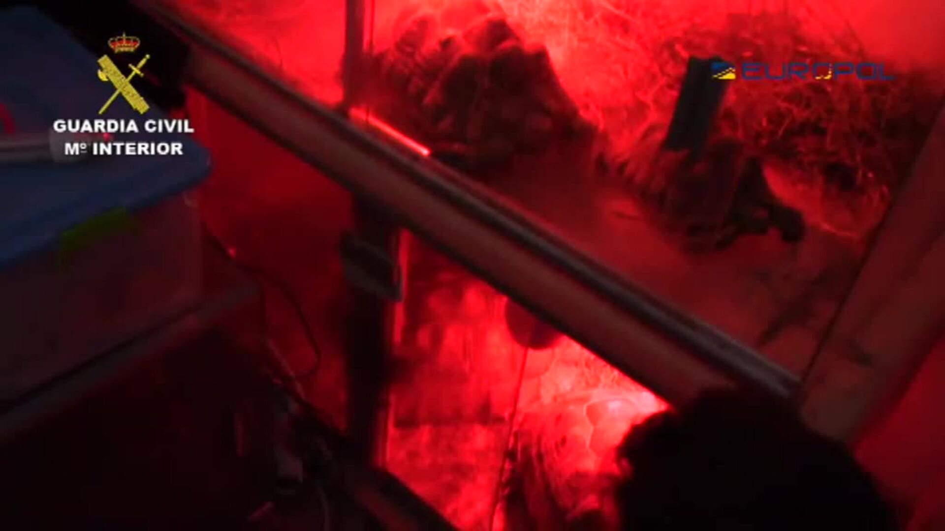 La Guardia Civil detiene a diez integrantes de una organización de tráfico de animales