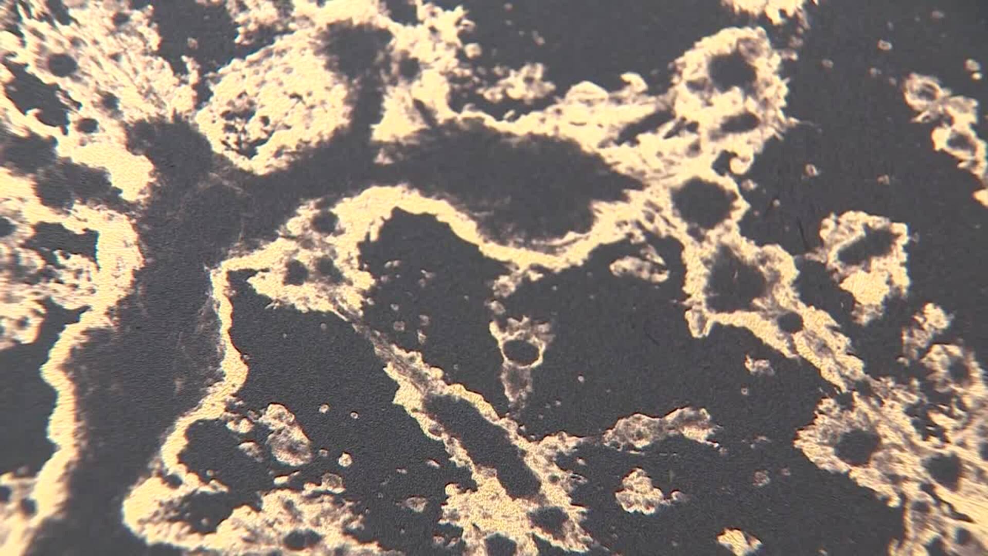 &#039;Nudos: Topologías de la memoria&#039; reflexiona sobre la naturaleza y su aparente caos