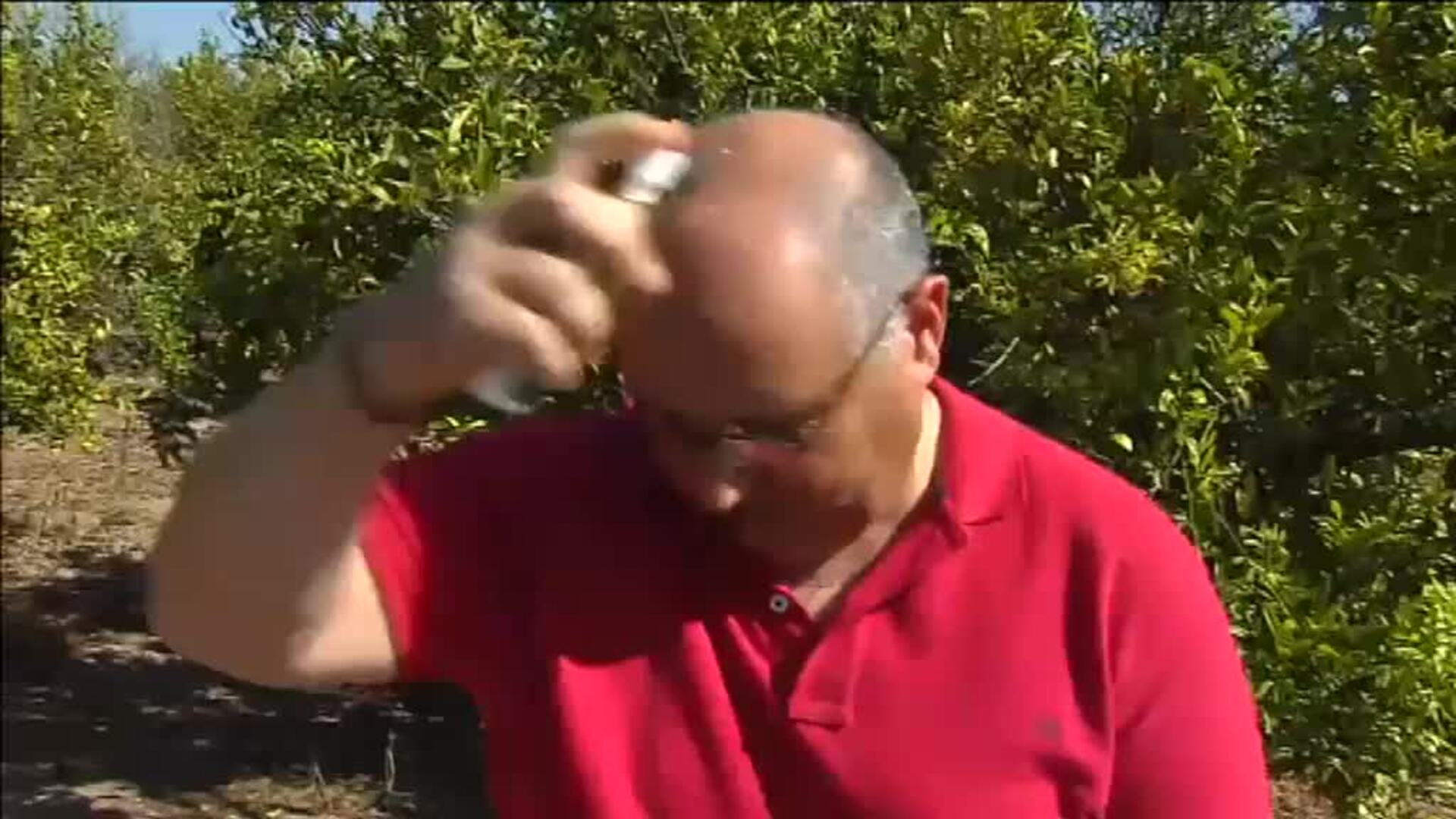 Riadas de mosquitos en el Levante