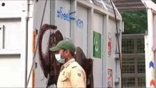 Liberan a un elefante protegido por la cantante Cher que vivió encerrado en un zoo de Pakistán 35 años
