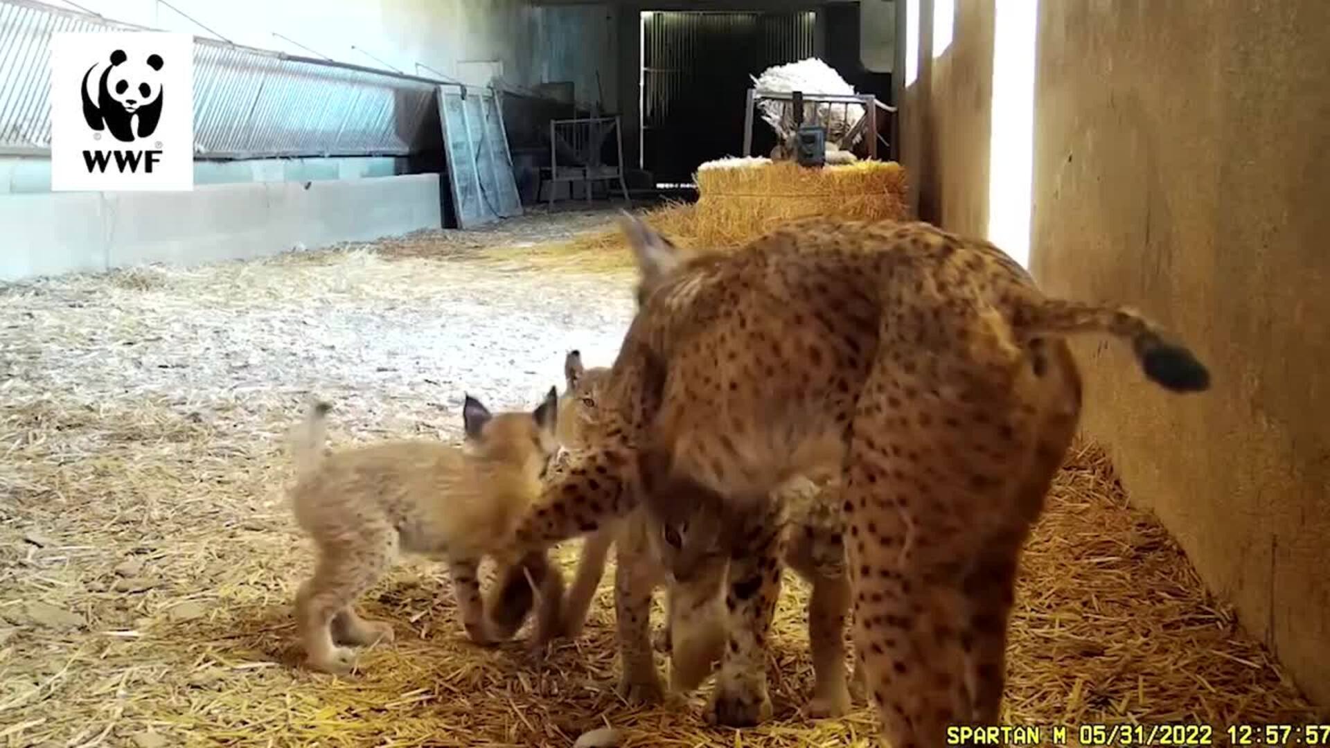 Dos hembras de lince crían a sus dos camadas de seis cachorros en un pajar de C. Real