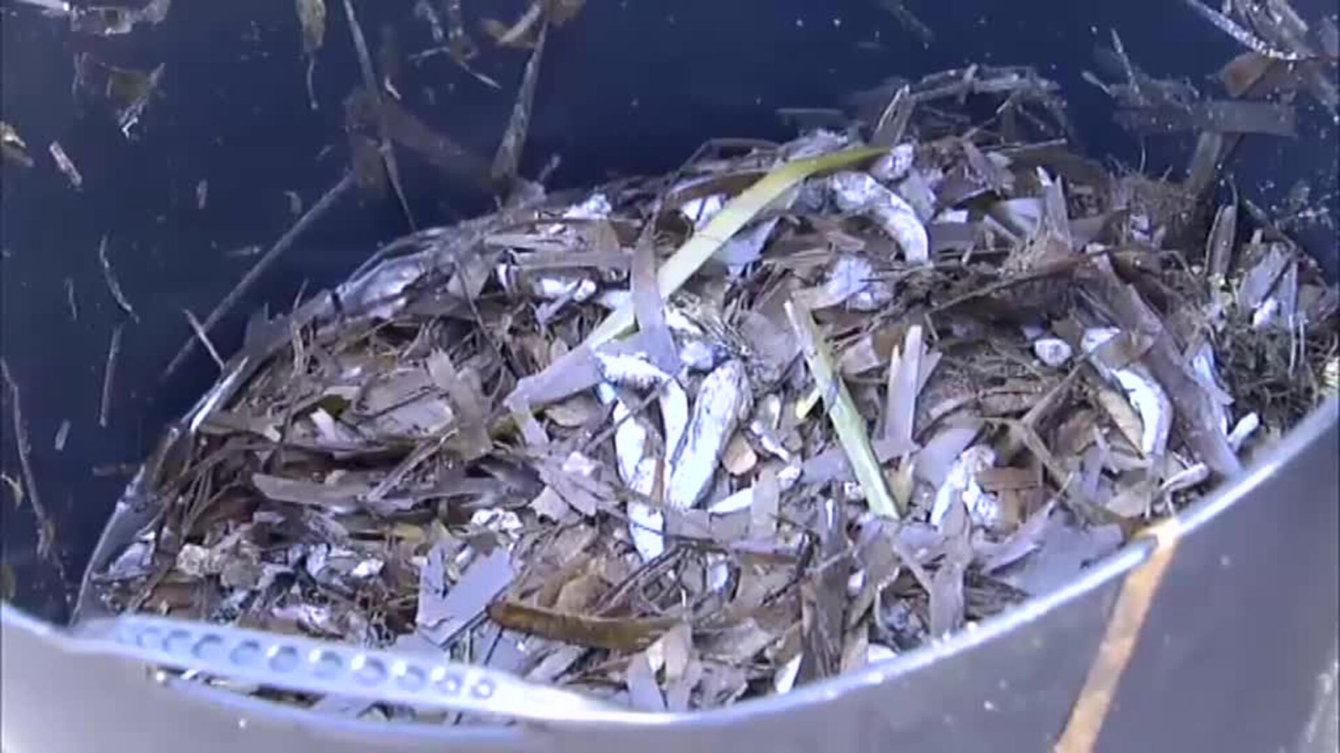 El Mar Menor... en peligro de muerte