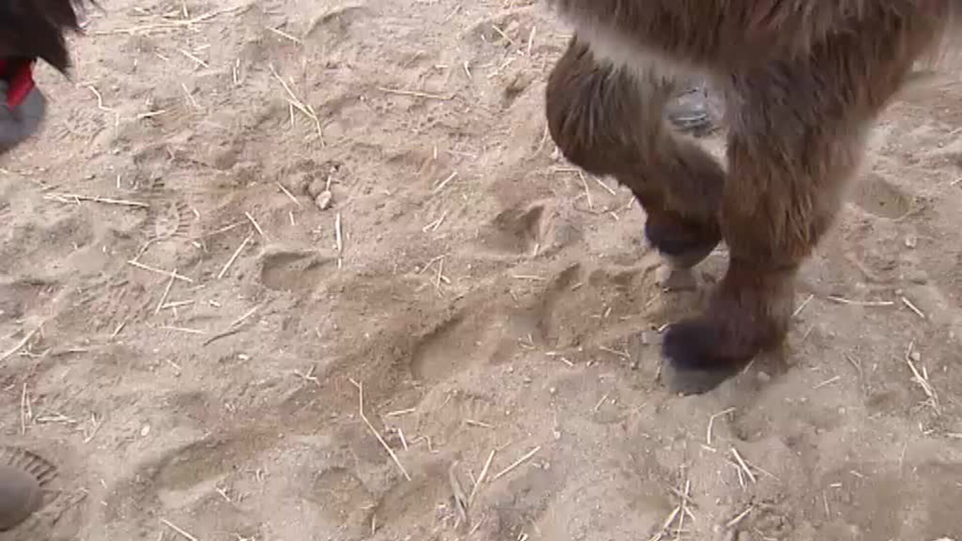 Olivia, la burrita rescatada por los bomberos en la sierra de Madrid, se recupera junto a su manada