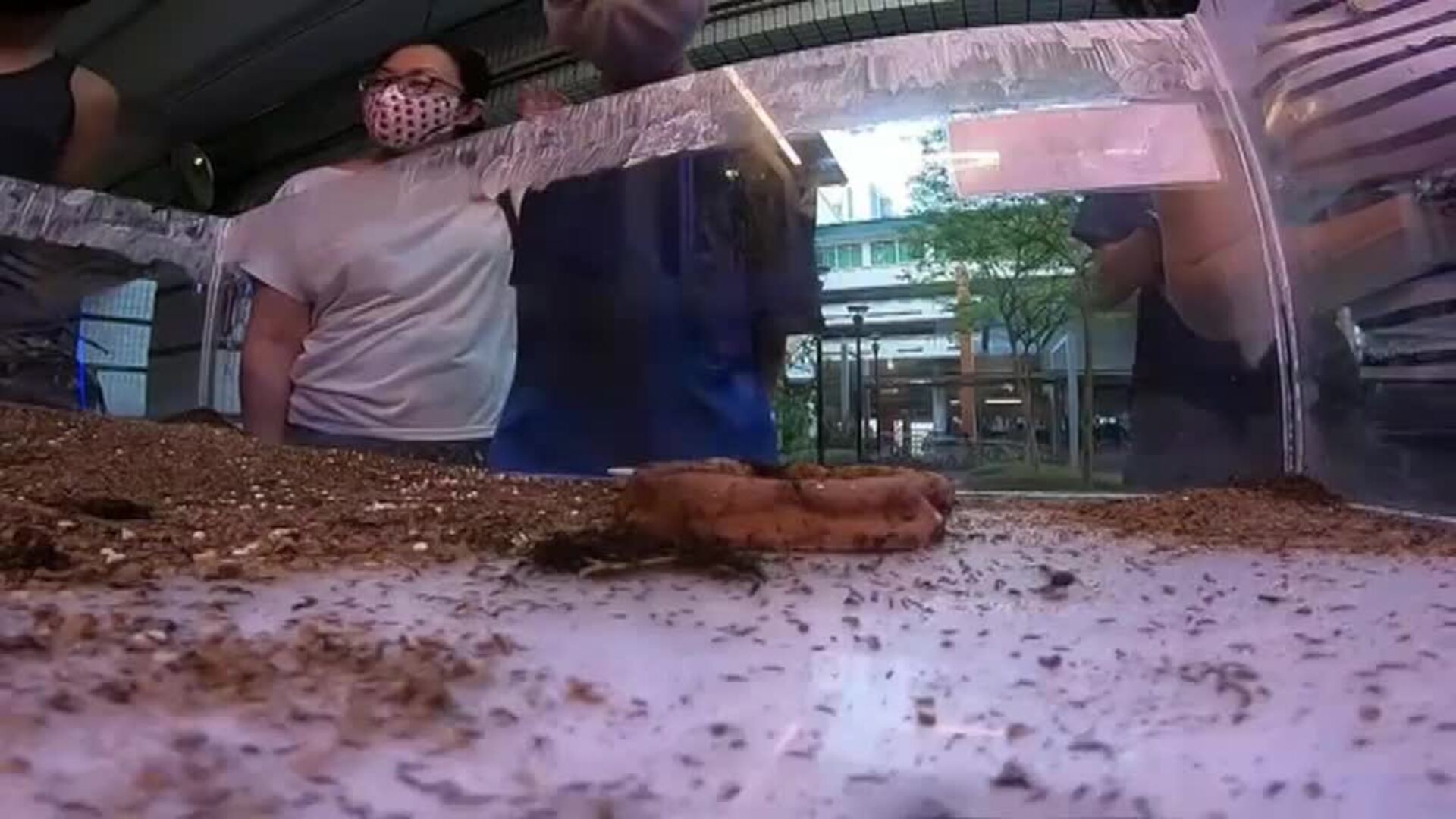 Abre en Singapur la primera tienda que vende hormigas como mascotas