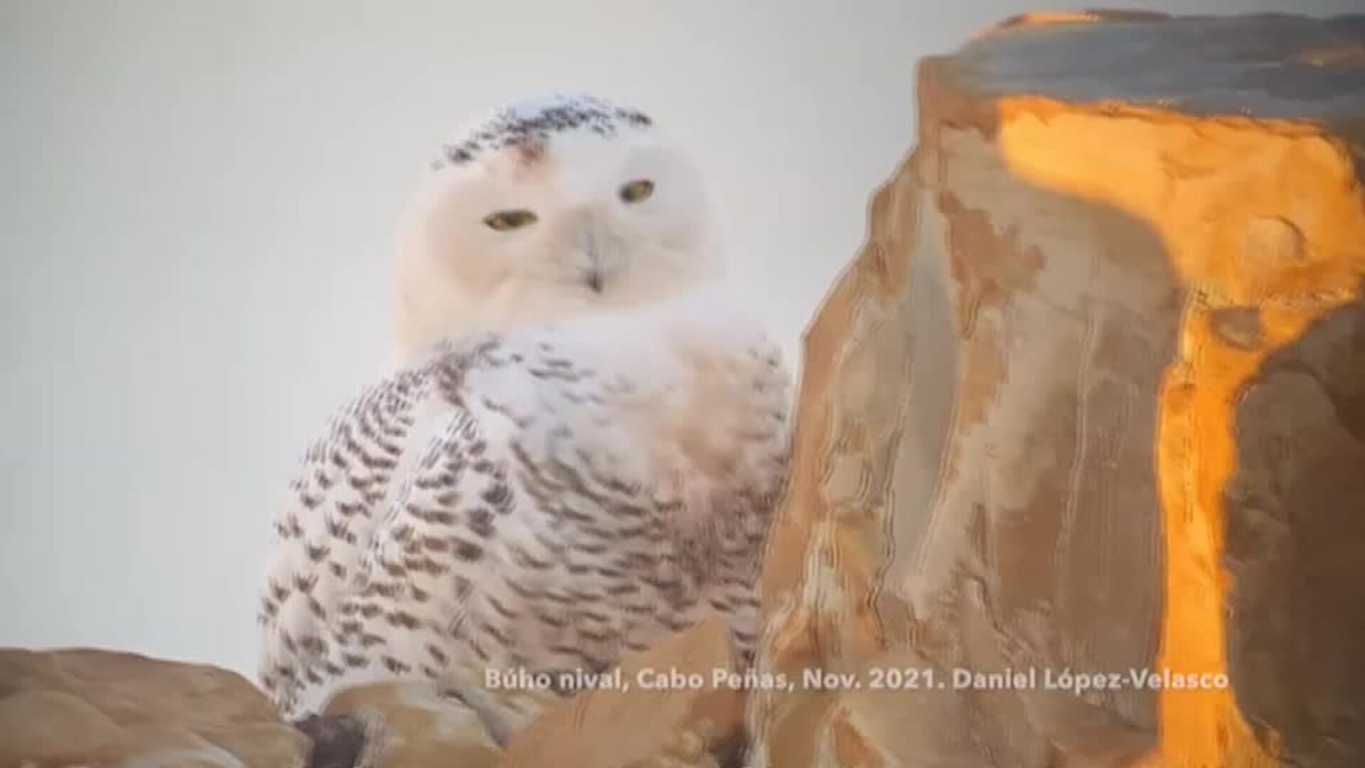 Un búho nival congrega multitudes en Asturias