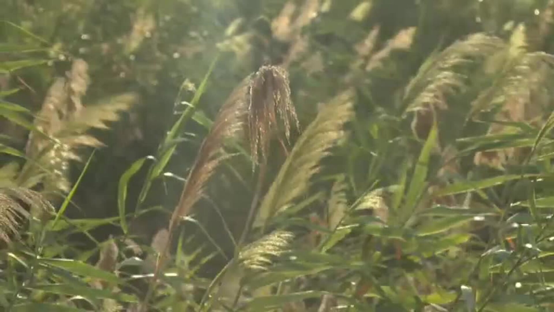 Encuentran el cadáver de Martín Ezequiel, el presunto parricida del niño de dos años de Barcelona