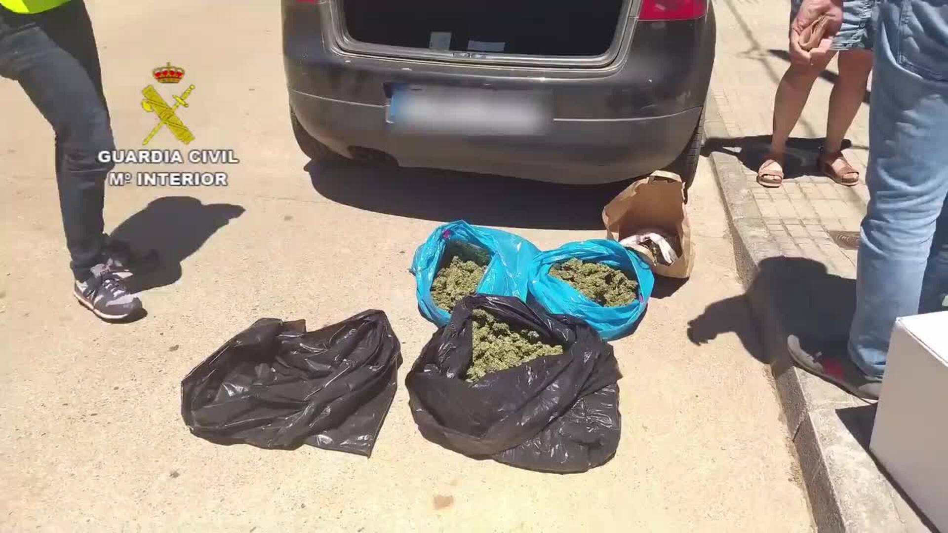 Desmanteladas dos plantaciones de marihuana en La Codosera