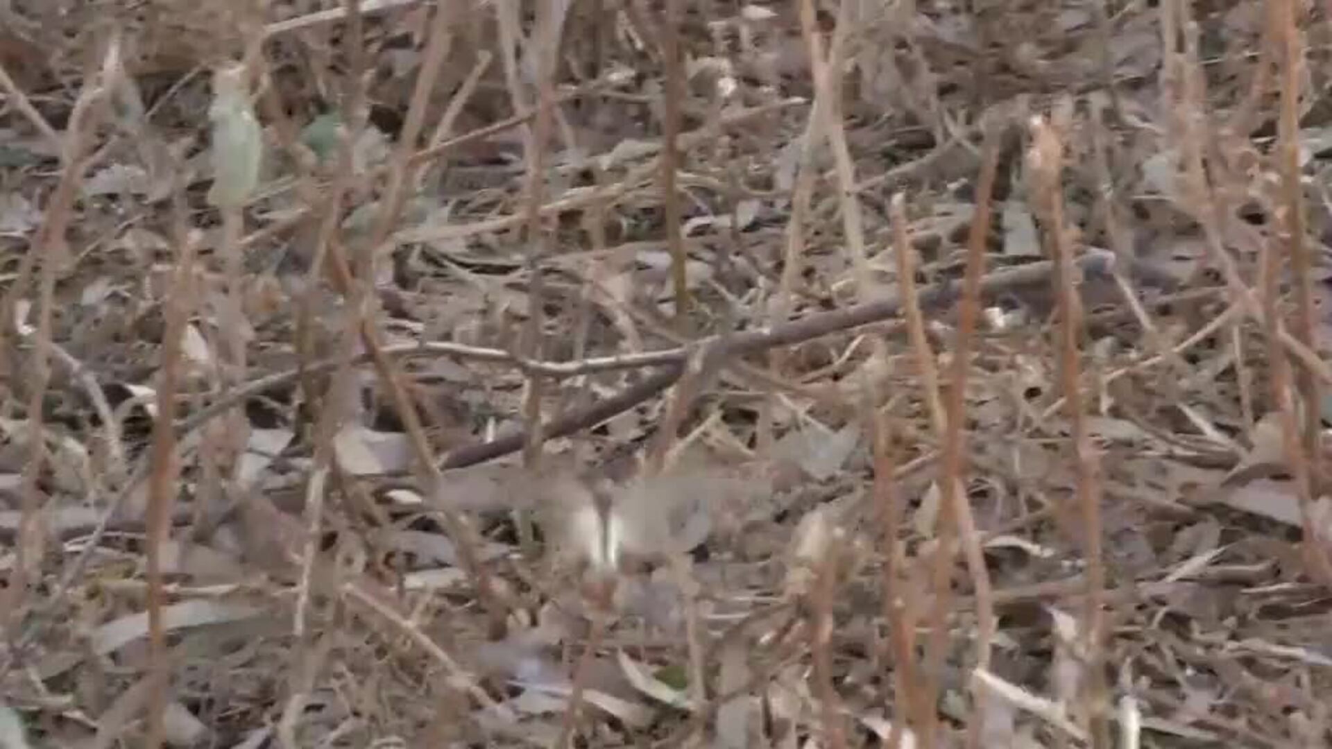Las plagas de langostas arrasan los campos de varias comarcas de Badajoz