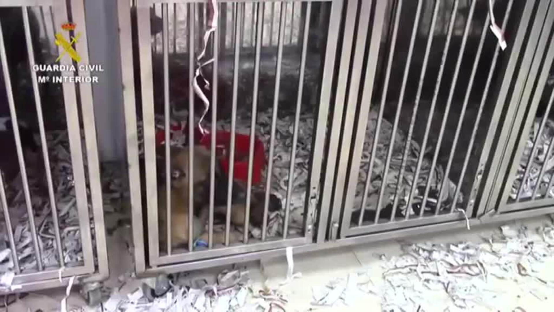 Detenidas en Toledo cinco personas por vender cachorros de perro enfermos