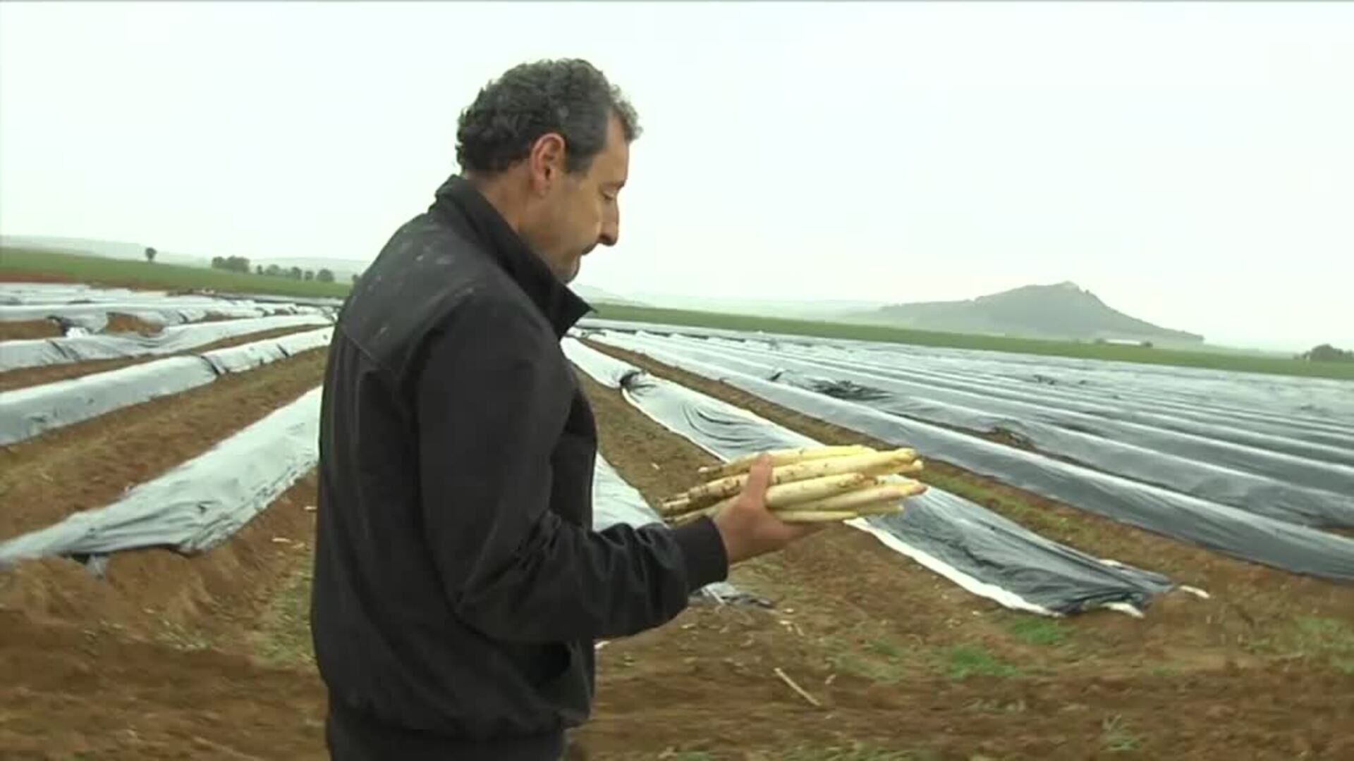 Un invierno seco y una primera inestable complican el camino del espárrago blanco este año