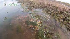 Ostras, la 'superdepuradora' natural capaz de limpiar todo el agua del mar Menor