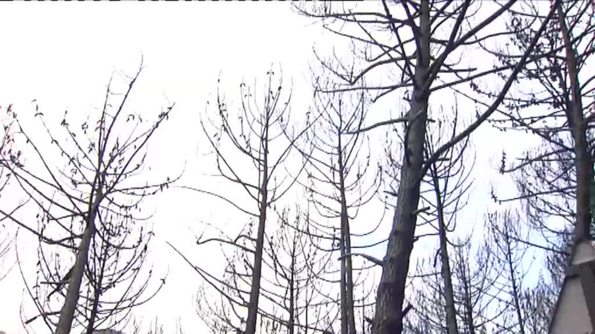 14 especies de invertebrados podrían haber desaparecido para siempre en Sierra Bermeja