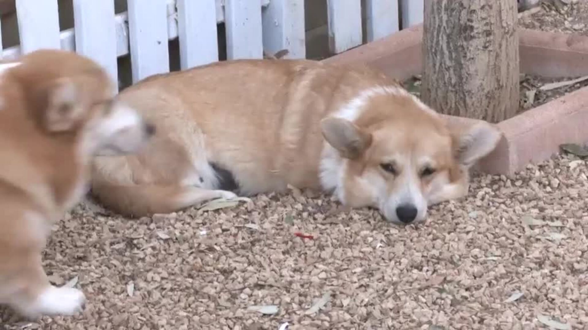 lo que debes saber antes de tener un corgi