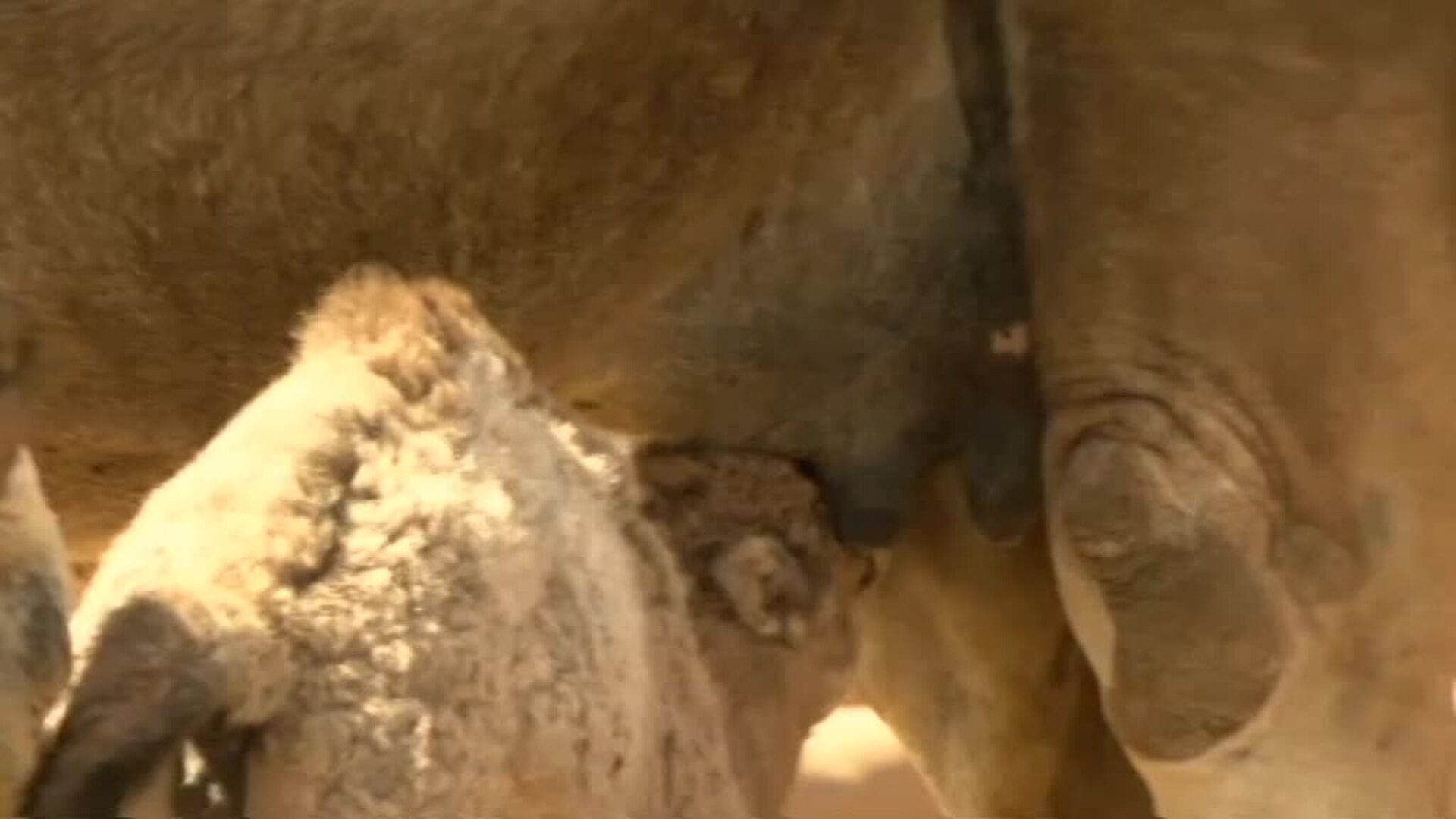 Fuerteventura busca promocionar la leche de camella, un producto gourmet de lujo