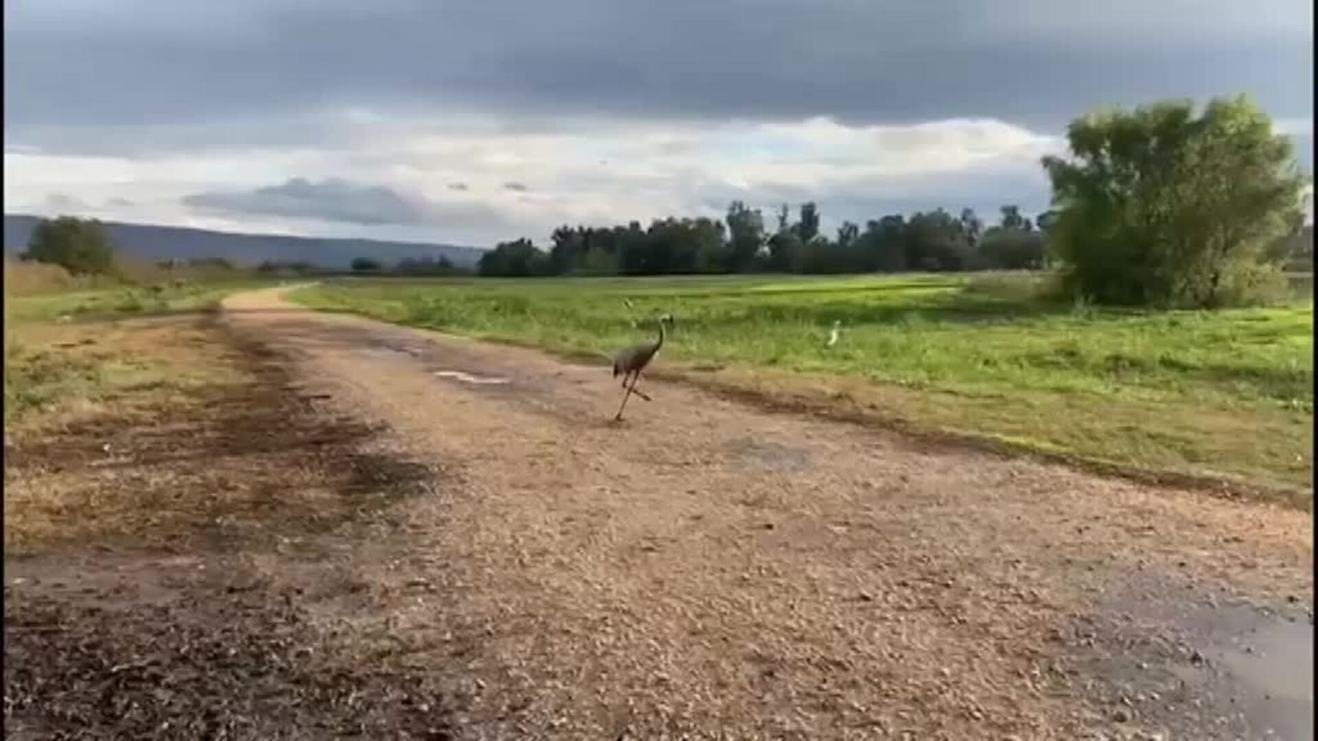 Mueren miles de grullas salvajes por un brote de gripe aviar en Israel