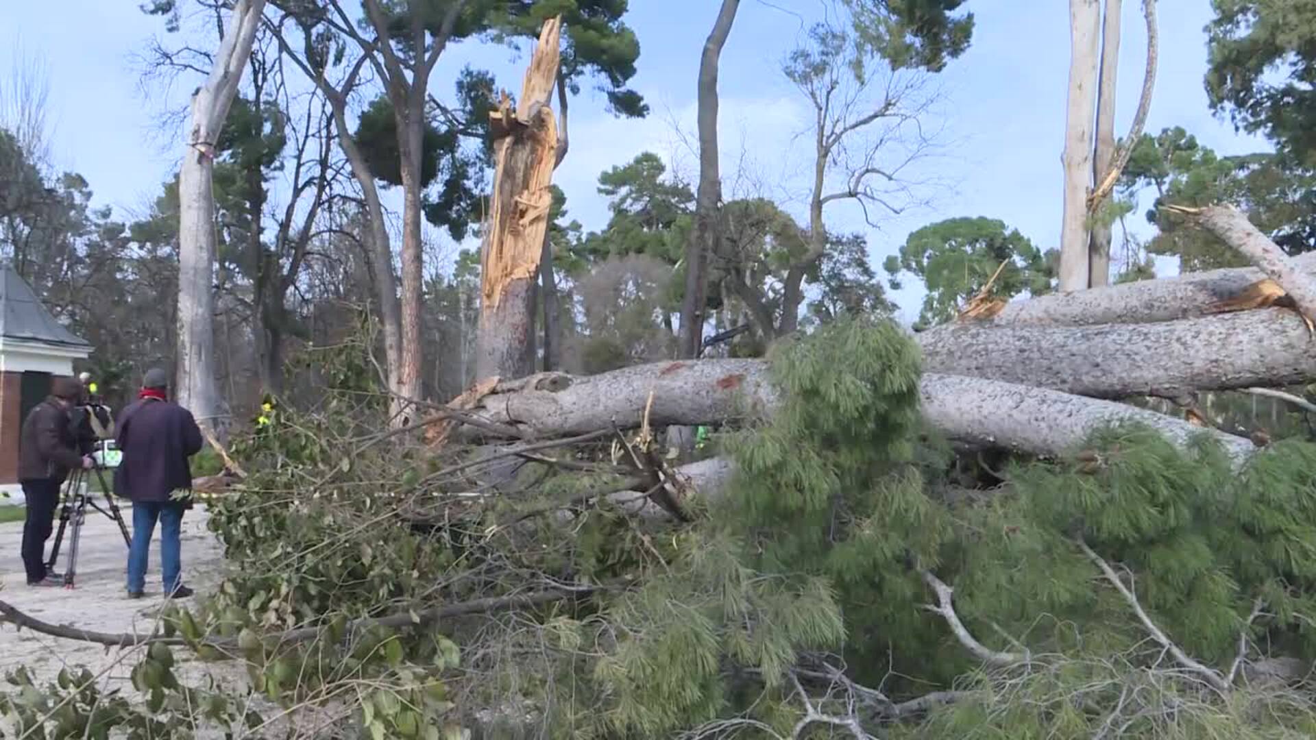 El Retiro cuenta con unos 1.000 árboles &quot;no recuperables&quot; tras Filomena