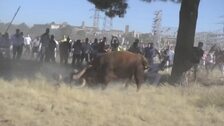 Pacma logra que la Justicia suspenda el Toro de la Vega horas después de que la Fiscalía le diera su visto bueno