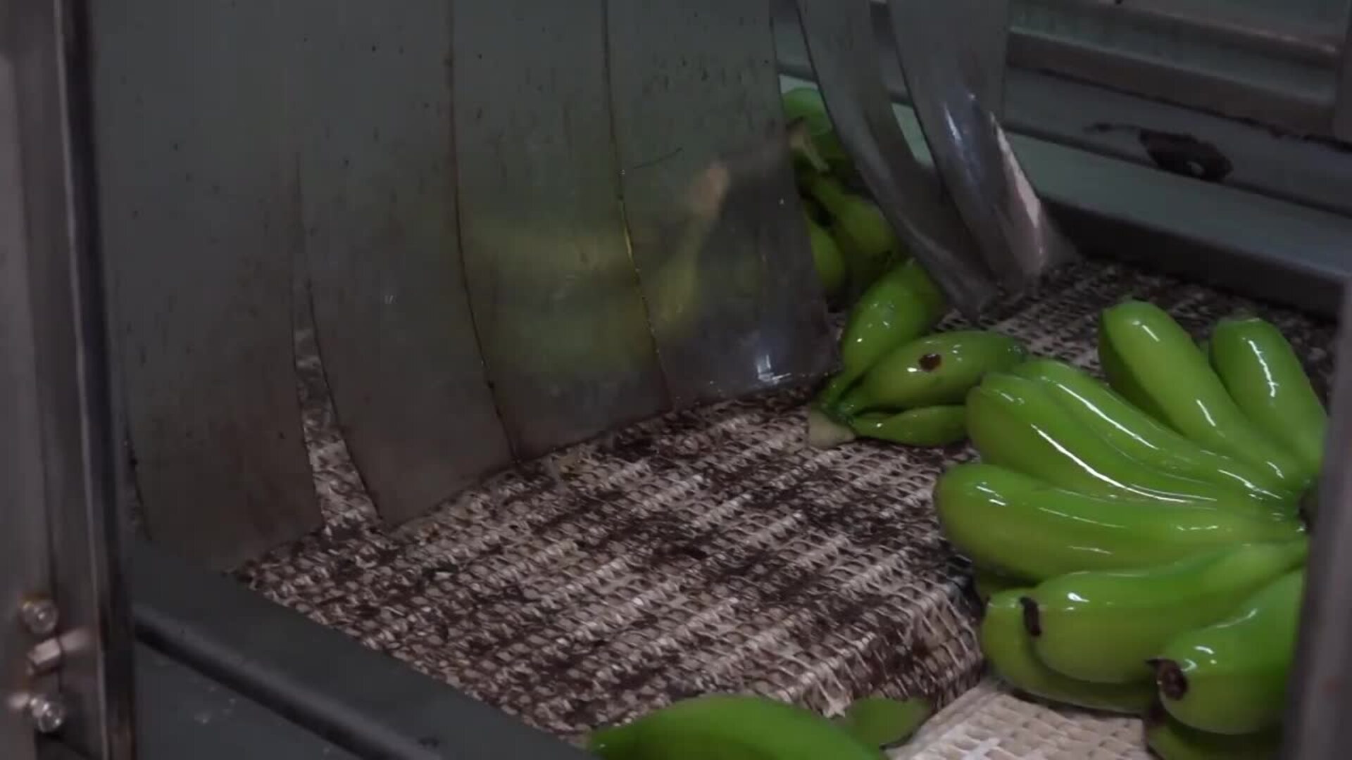 Los plataneros de La Palma, golpeados por la incertidumbre de la erupción