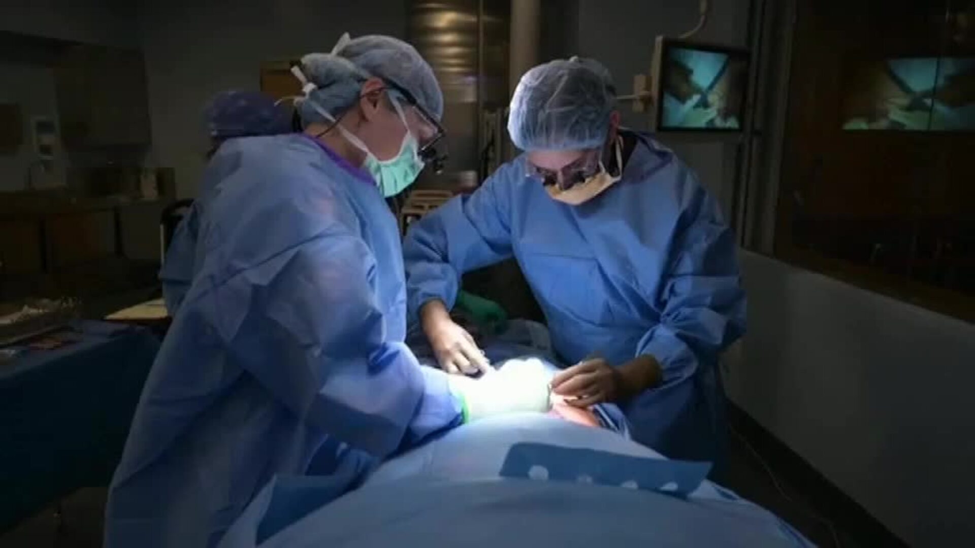 Los problemas de los xenotrasplantes que tiene que solventar la ciencia