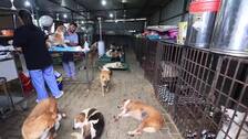 El mundo entero celebra el Día Internacional del Perro, una fecha para honrar su presencia y concienciar sobre su situación en algunos países