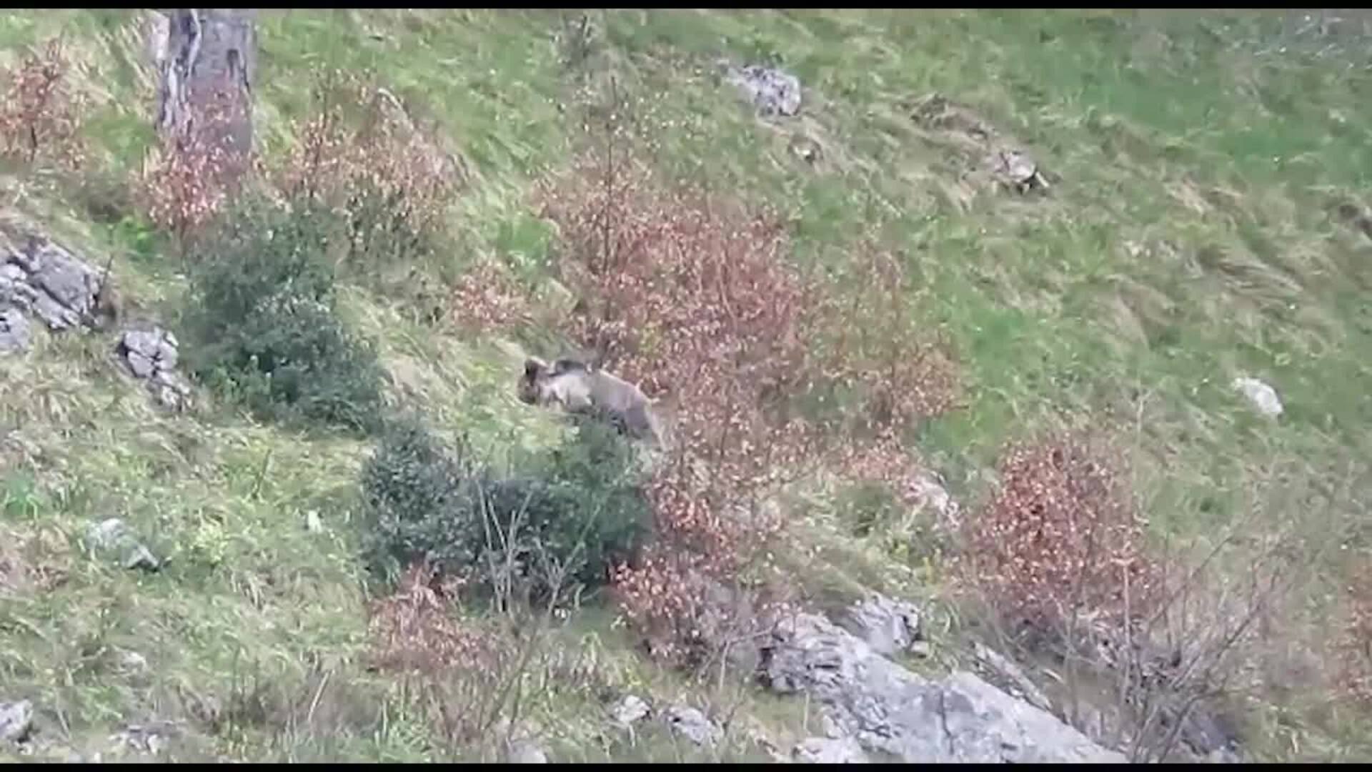 La osezna Saba, recuperada en Cantabria, retoma con normalidad su actividad