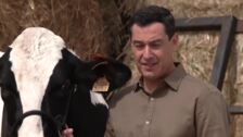 Juanma Moreno vuelve a encontrarse con su 'vaca talismán' en Añora: «Espero que me dé suerte»