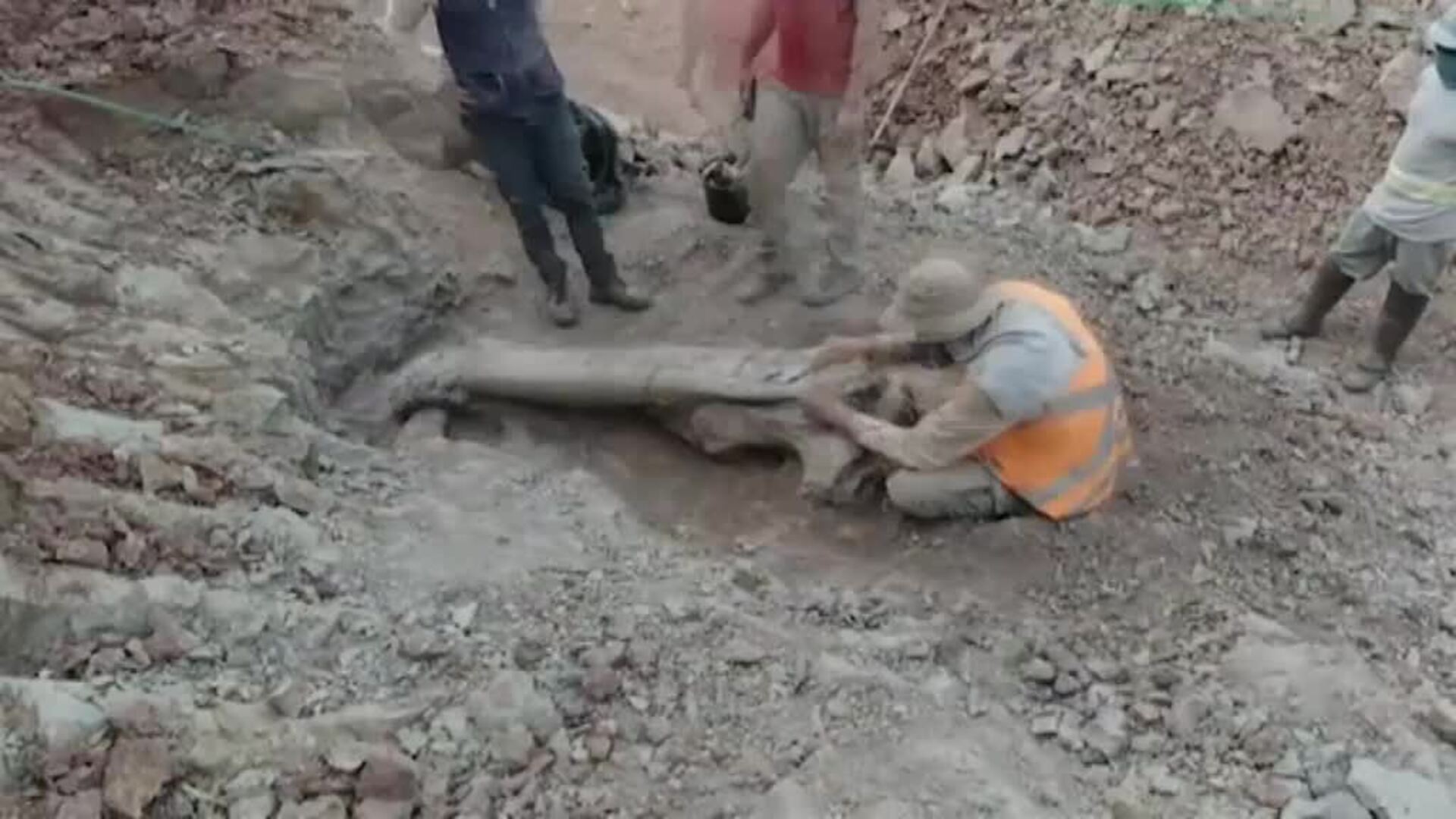 Un grupo de paleontólogos descubre en Brasil una nueva especie de dinosaurio