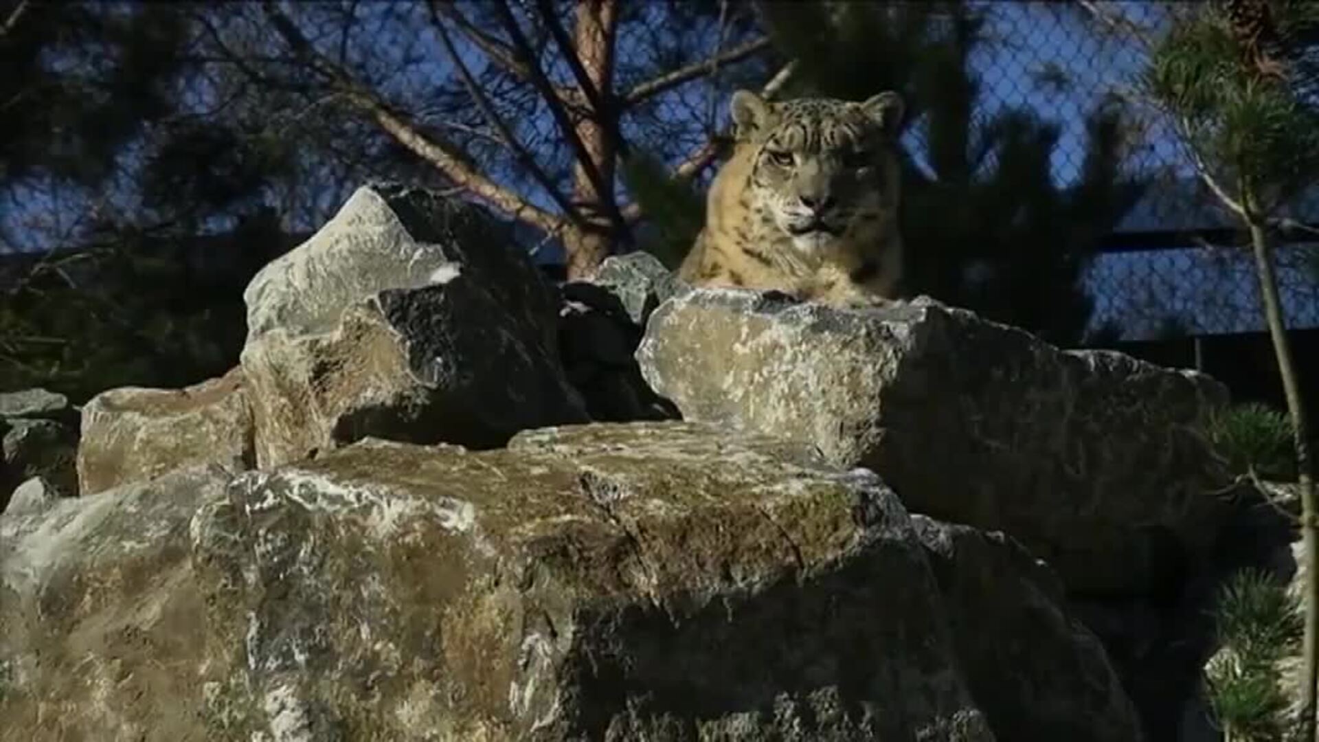 Los pandas rojos y los leopardos de las nieves del zoo de Dublín ya tienen nueva casa