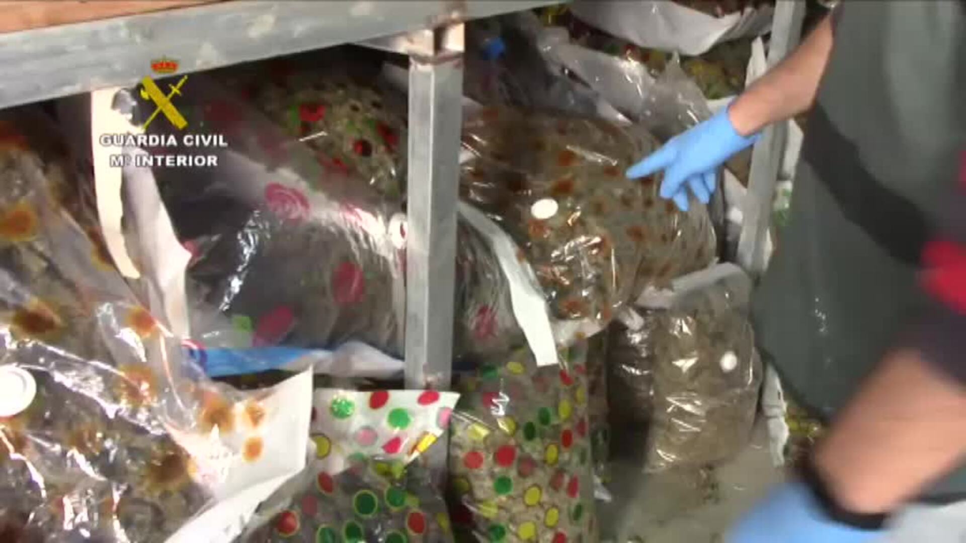 Detenidas 23 personas por tráfico de drogas de Cádiz a Galicia y al norte de Euro