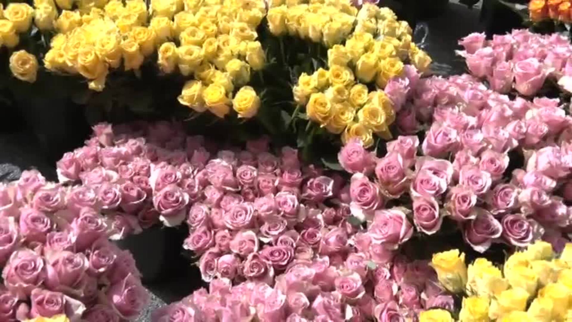 Sevilla da la bienvenida a la primavera con una &#039;guerrilla&#039; de 20.000 rosas