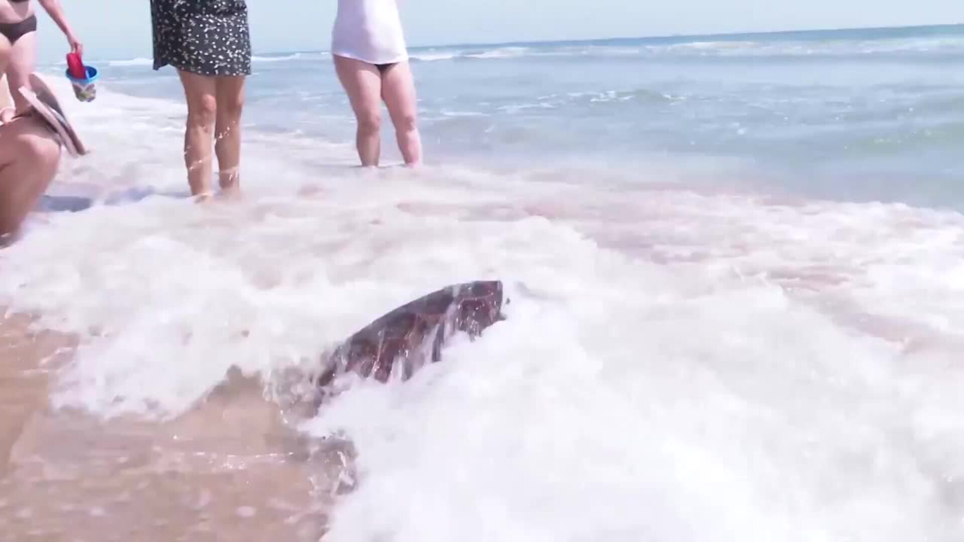 &#039;Tortugas en el Mediterráneo&#039;, una iniciativa para sensibilizar