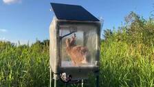 Florida combate una invasión de pitones birmanas con conejos robots