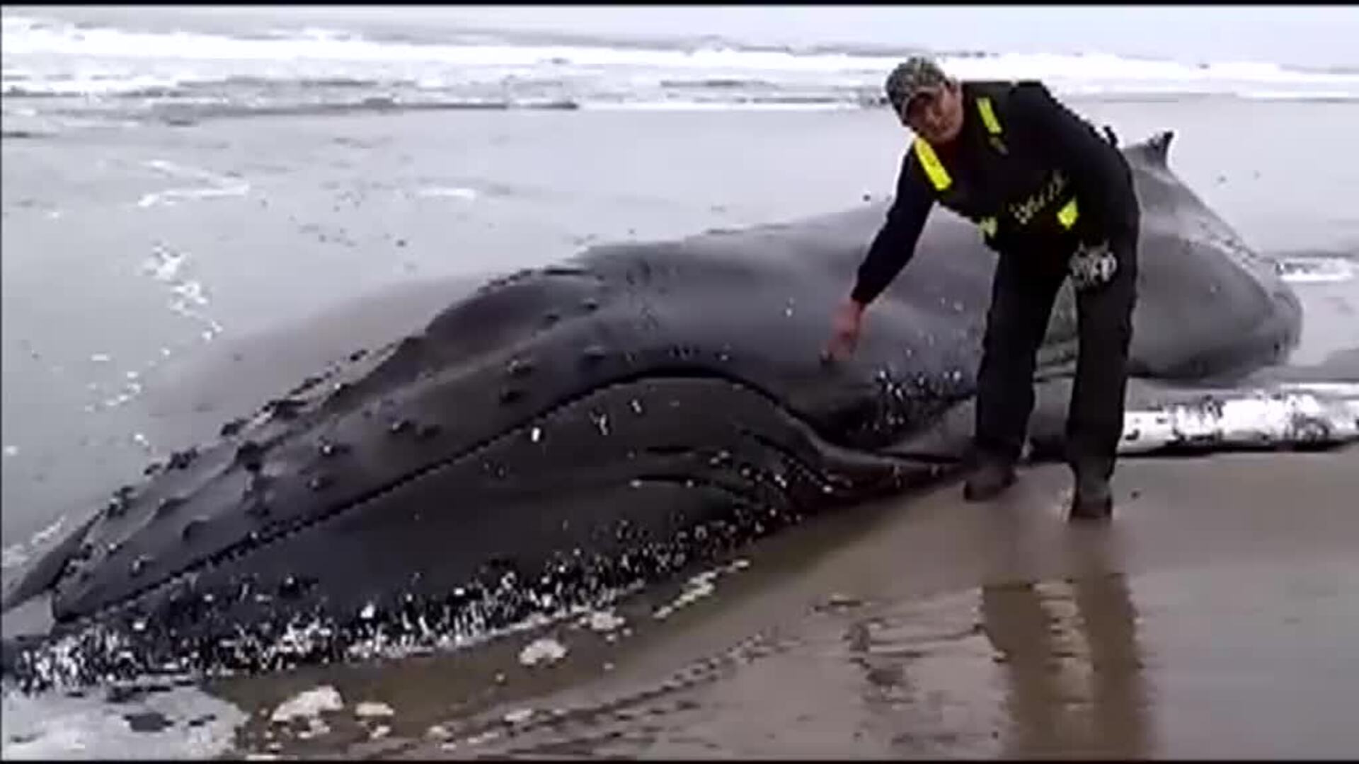 Una ballena se queda atrapada en la arena de una playa en Perú