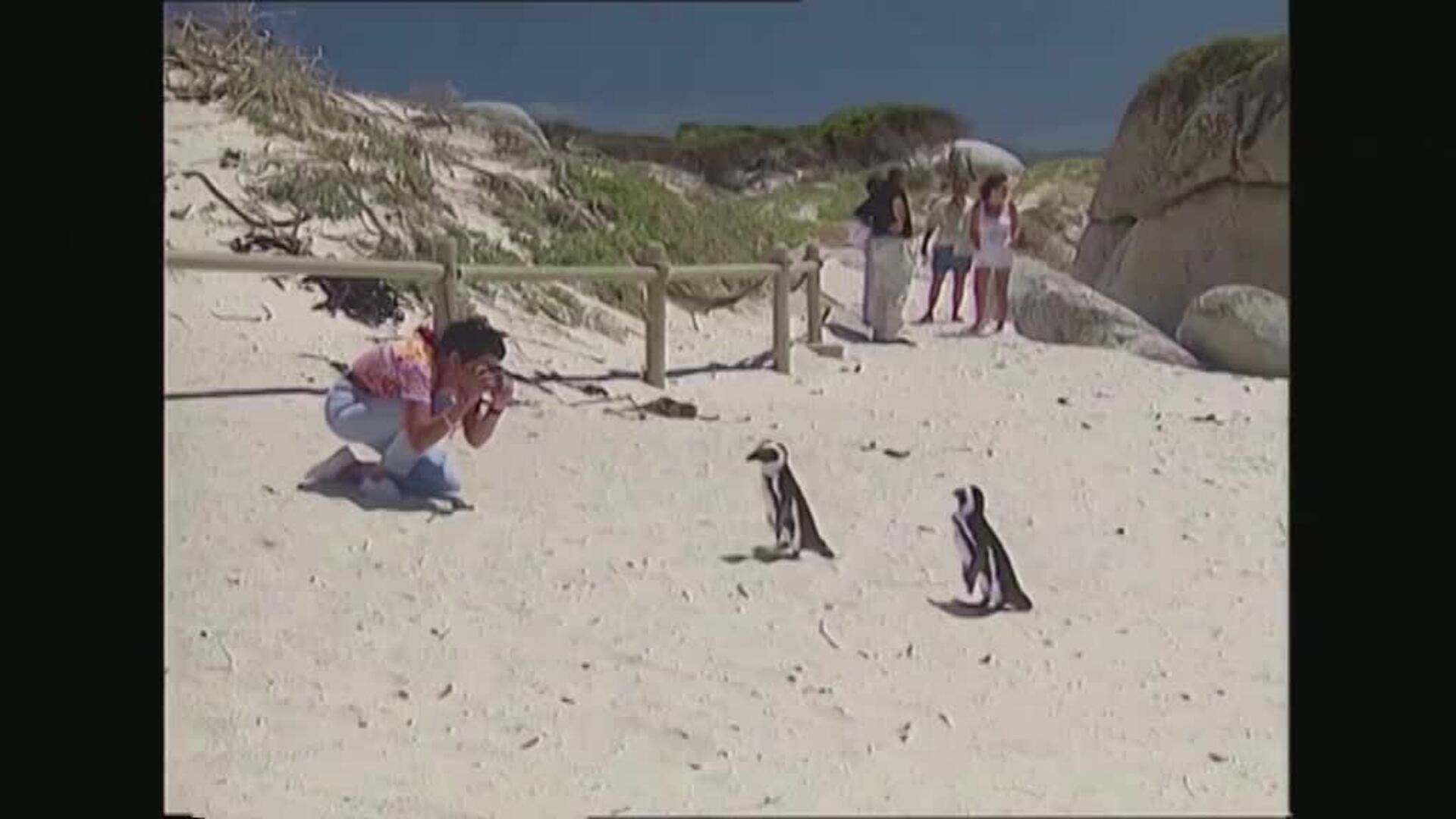 Crías de pingüino en riesgo de extinción serán liberadas de una reserva  para una nueva colonia reproductora en Sudáfrica