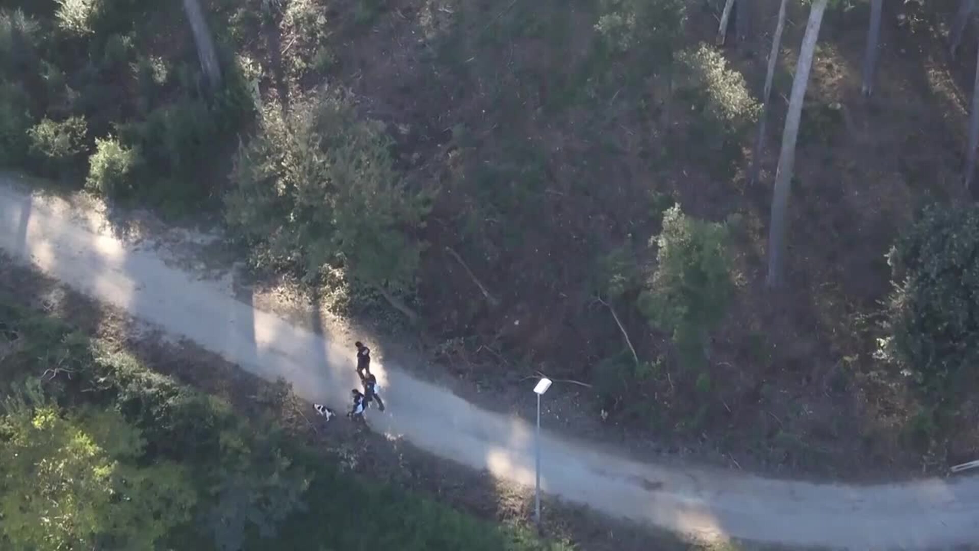 Se elevan a 13 los casos positivos de jabalíes con peste porcina africana