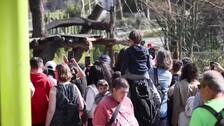 Berlín celebra la primera aventura al aire libre de los gemelos panda Leni y Lotti