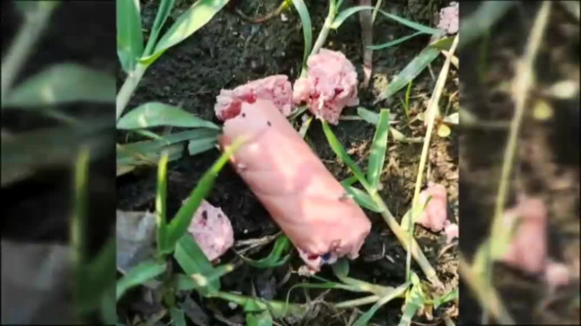 Una perra a punto de morir en Vigo por la ingesta de clavos escondidos en comida