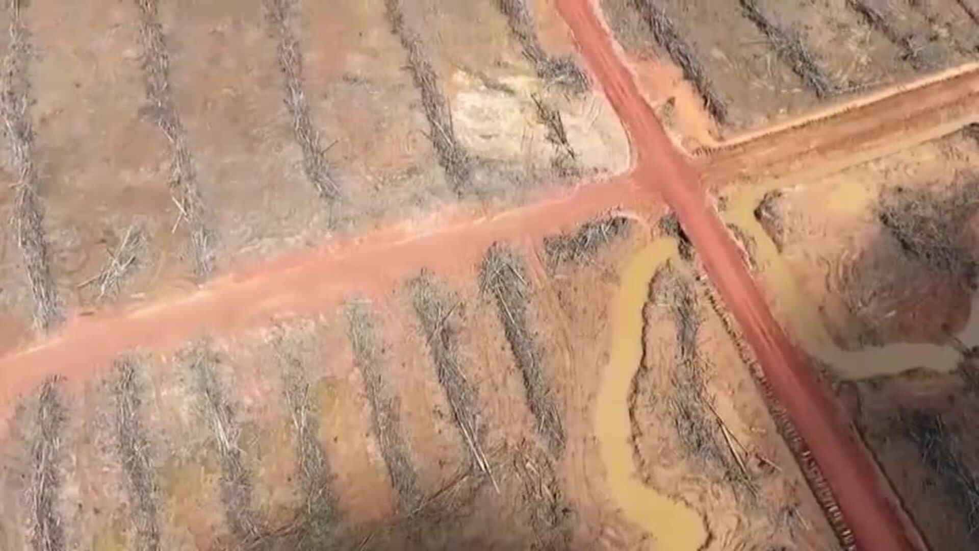 COP 26: Más de cien países se comprometen a detener la deforestación del planeta de aquí a 2030