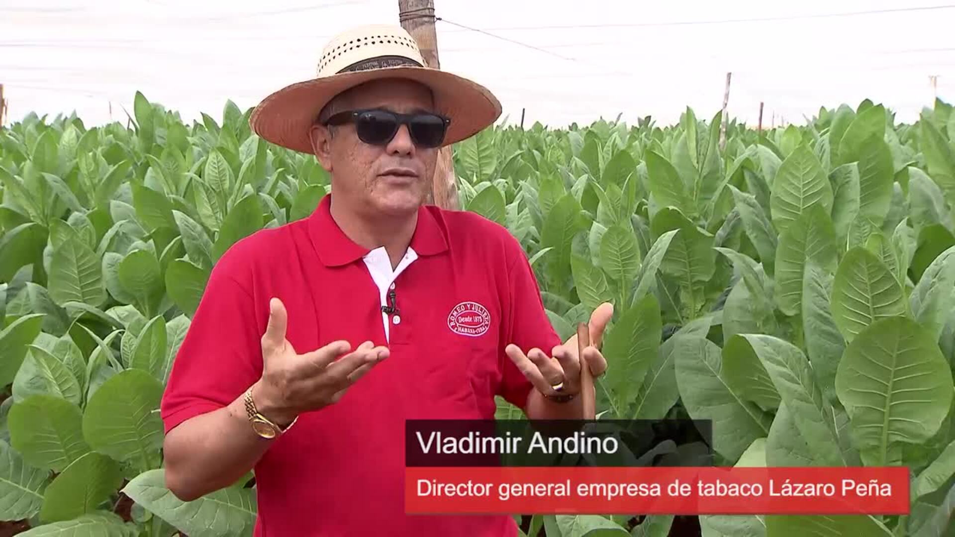 Así es el elaborado proceso de cultivo de un habano