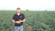 Productores de melón y sandía de La Mancha esperan una buena campaña