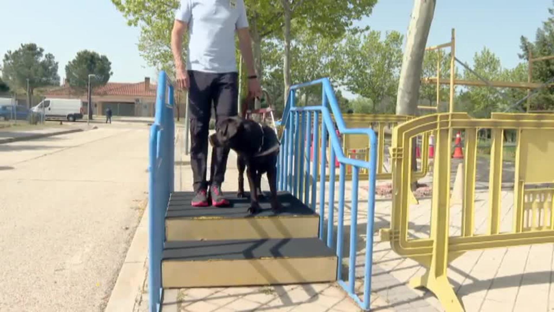 El arduo y metódico trabajo de adiestramiento para formar a un perro guía