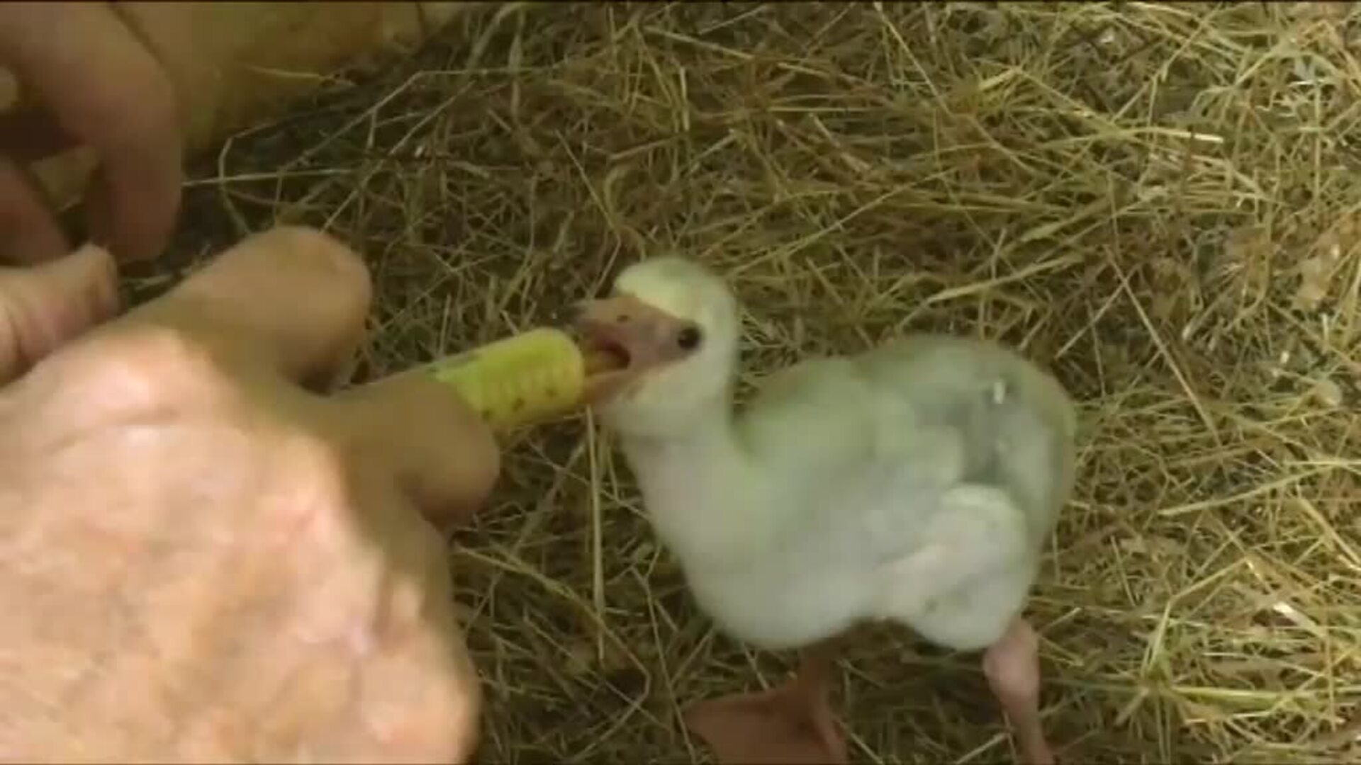 Globito, el flamenco &#039;milagro&#039;