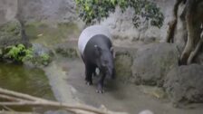 La mayor amenaza del tapir, especie en peligro de extinción, son los humanos