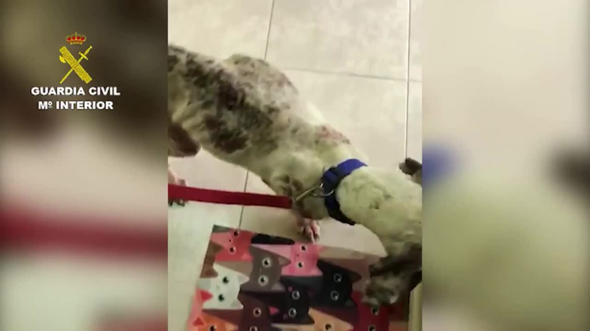Guardia Civil investiga a un hombre por tener a un perro desnutrido