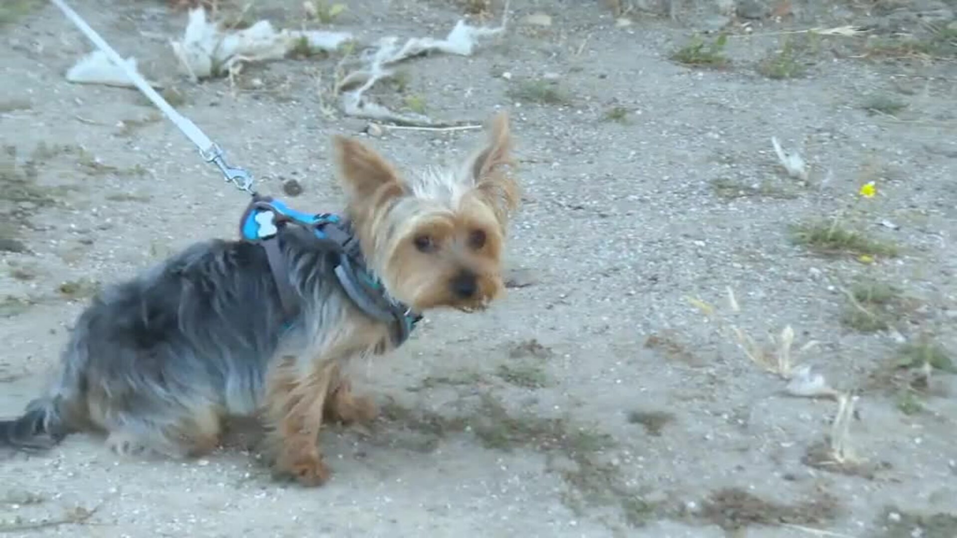 Mister Truño persigue a los dueños de mascotas que no recogen sus excrementos