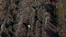 Un viñedo del sur de Francia apuesta por el aloe vera por la sequía