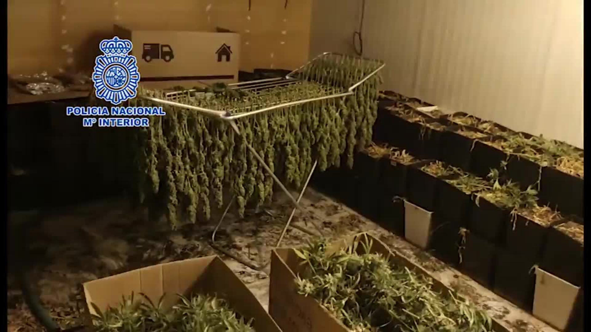 Desmantelada una plantación con más de 2000 plantas de marihuana