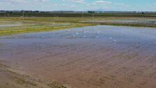 Los lluvias hacen subir 55 centímetros los niveles de los acuíferos de Doñana