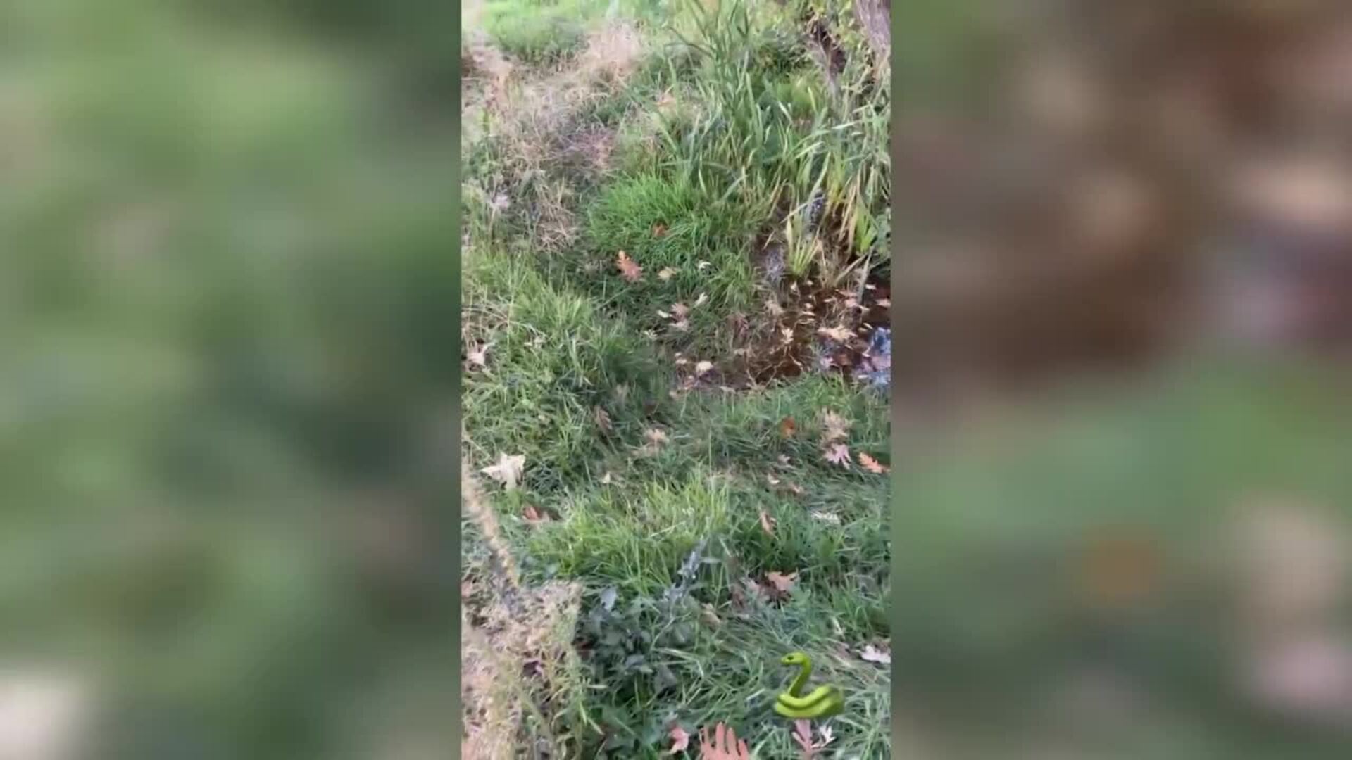 Nagore Robles disfruta de un paseo otoñal junto a su mascota